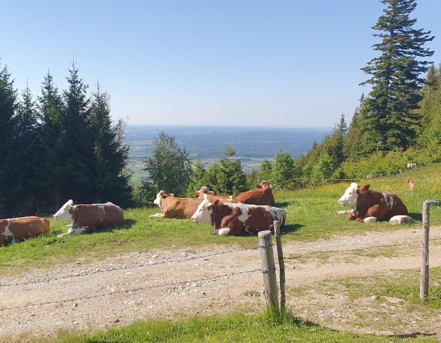 Romantisches Alpenchalet - Mit Sauna Und Kamin - Ruhig Und Zentral Bad Tölz Kültér fotó
